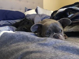 French bulldog ears - HELP!!