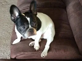 ~Romeo~French Bulldog Available for Adoption in South Carolina