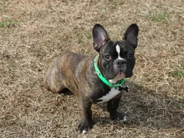 European French bulldog vs American french bulldog