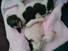 Getting the smaller pups in the litter. Will they catch up?
