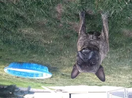 ~ENTER HERE~ July Frenchie of the Month Contest ~ Summertime Frenchies