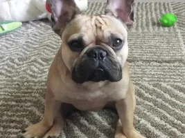 ENTER HERE ~ Sept 2015 Frenchie of the Month ~ Frenchie-Tude