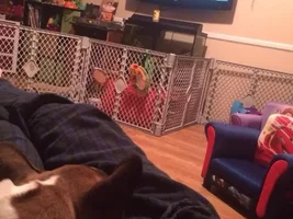 TV watching buddy