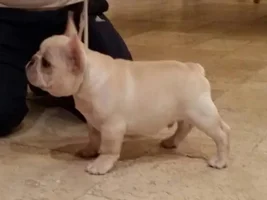 New puppy pics