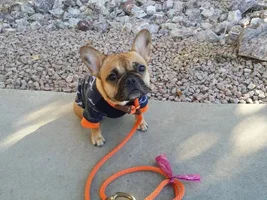 ~ENTER HERE~ January 2017 Frenchie of the Month ~ Frozen Frenchies!
