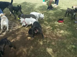 French Bulldog M&G