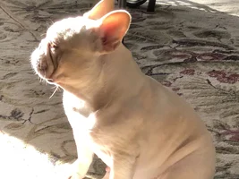 PLEASE VOTE!!  Frenchie of the Month Turkey Leg Contest