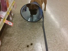 Cone vs. Inflatable