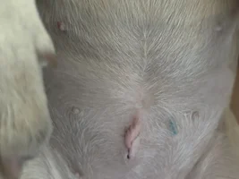 Spay Incision Day 13