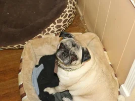Is that a Pug?