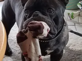 4 PAW MEMBERS!!!  Please VOTE for your favorite Frenchie FACES!