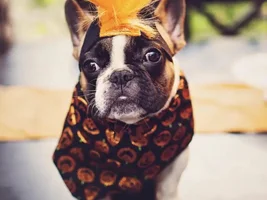 October Frenchie of Month, 4 Paw Members PLEASE VOTE!!