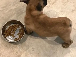 Housebreaking