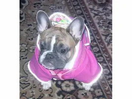 4 Paw Members, Please vote for April Frenchie of the Month!