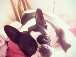 ~Stella~ Available for adoption in the Pacific Northwest