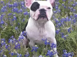 April 2014 ~ Frenchie of the Month Contest ~ENTER HERE~