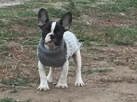 Very Small French Bulldog