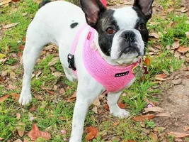 ~Emmie~French Bulldog Available for Adoption in Texas