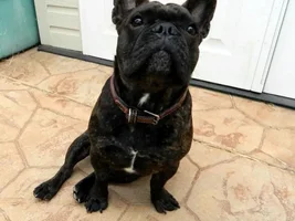Ready for a Forever Home!