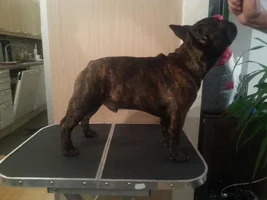 Show training
