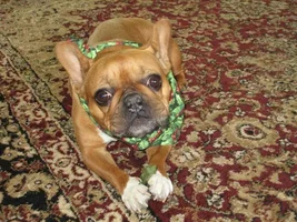 2015 Secret Santa Paws Sharing Thread