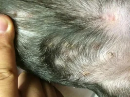 Cohen's Skin/Allergy Issues - PLEASE HELP!!!