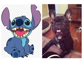 Frenchie obsession... Where does yours start?