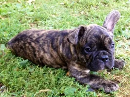 Let's post some puppy pictures!!