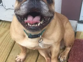 ~Brownie~French Bulldog Available for Adoption in Pennsylvania