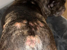 Allergies - Bumps on skin