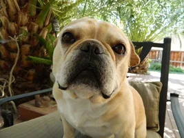 Our Frenchies - challenge