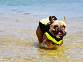 New to French bulldogs - Advice would be nice :)