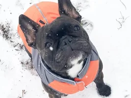 4 Paw Members!!! Please vote for our Frozen Frenchies!
