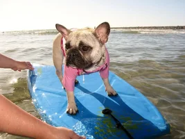 Bisou's Birthday Beach Trip