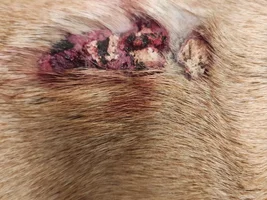 Bacteria Skin Infection