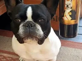 Happy 3rd Birthday Wally!!