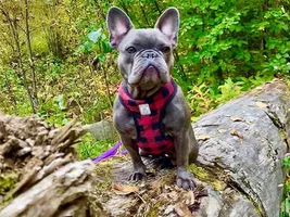 MEMBERS PLEASE VOTE NOW for your October Frenchie of the Month!