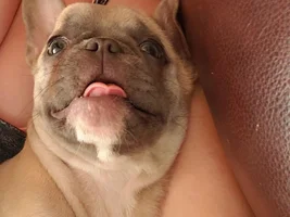 Hello! New Frenchie Owner!
