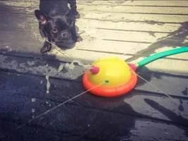 Sprinkler Attack!