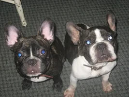 October 2013 Frenchie of the Month Contest ~ENTER HERE~