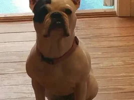 ~Elsie~French Bulldog Available for Adoption in North Carolina