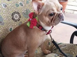 February 2015 Frenchie of the Month Contest ~ENTER HERE~