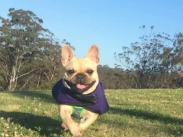 ~ENTER HERE~ April 2019 Frenchie of the Month "SMILING FRENCHIES"