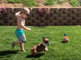 ~ENTER HERE~ May Frenchie of the Month Contest "Frenchies with Children"