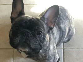 ~ENTER HERE~ March 2019 Frenchie of the Month:  FRENCHIE FACES