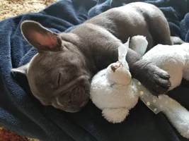 VOTE NOW!  For your favorite Lazy Frenchies!!!