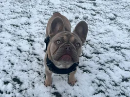 January 2025 - French Bulldog Photo of the Month