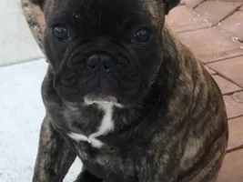 Meet Diego!