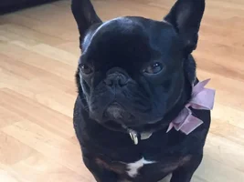 Tallulah, the trainiing supervisor