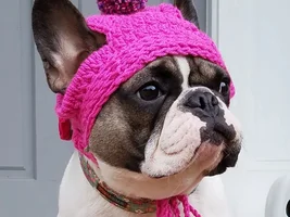 ENTER HERE!! April 2021 Frenchie of the Month Contest "My Favorite Picture"